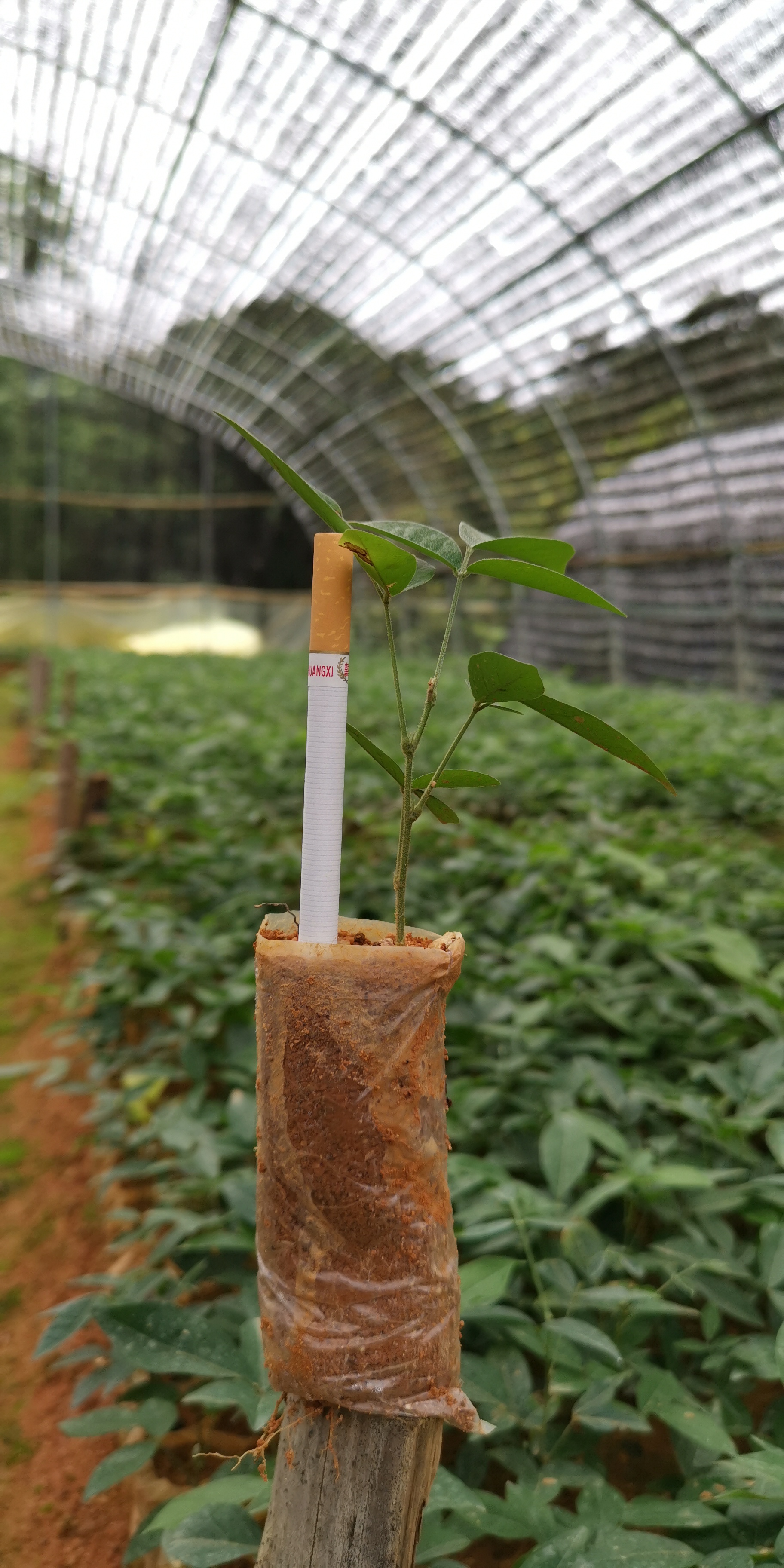 廣東云浮牛大力苗種植基地批發(fā)價(jià)哪里有多少錢