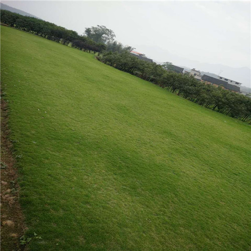 廣東馬尼拉草優(yōu)質(zhì)廠家直銷-基地-批發(fā)  廣東馬尼拉草