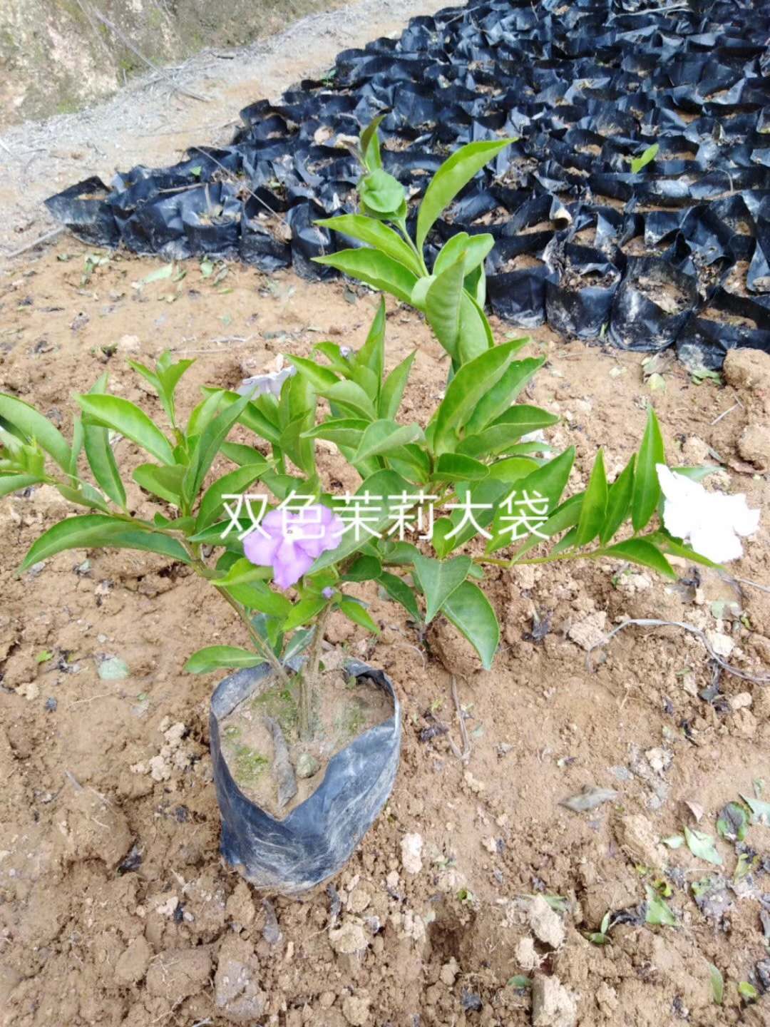 雙色茉莉大袋廠家-價(jià)格-批發(fā)  雙色茉莉大袋