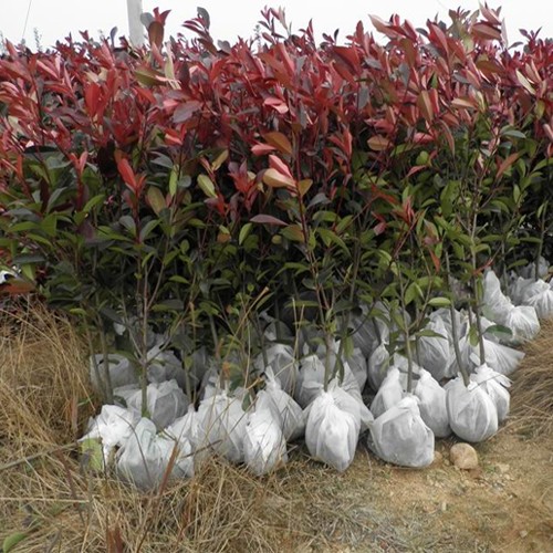 淮北8公分紅葉石楠/8公分紅葉石楠價格/8公分紅葉石楠價格表/8公分紅葉石楠廠家直銷/8公分紅葉石楠哪家好