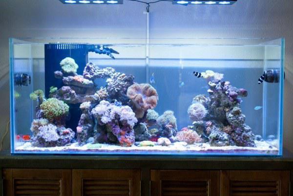 廣州魚缸廠家、荔灣區(qū)上門定制魚缸、荔灣區(qū)魚缸造景，荔灣區(qū)魚缸水渾濁