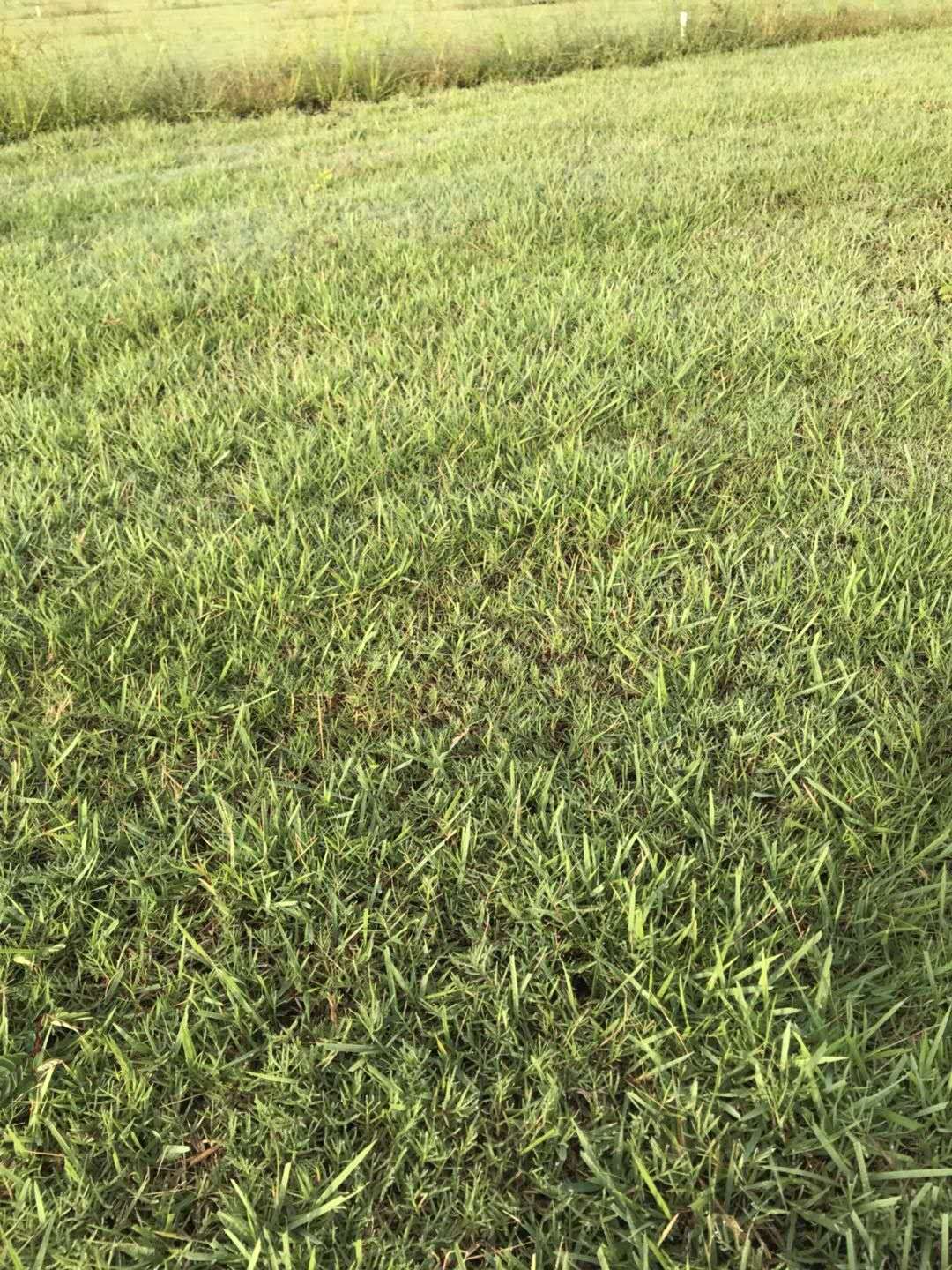 蘭引三號(hào)草皮苗木種植基地