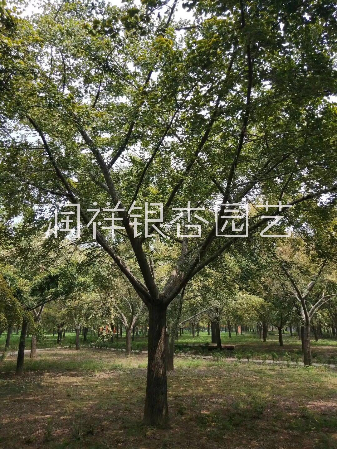 實生銀杏樹 銀杏樹哪里買。郯城銀杏基地 銀杏價格 銀杏樹 實生銀杏樹 銀杏樹哪里買 銀杏樹