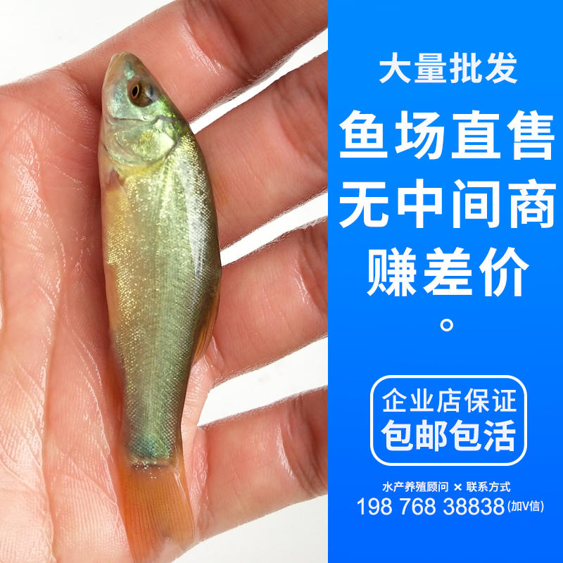 廣州丁鮭魚大量批發(fā)-價格-魚場直銷  丁鮭魚