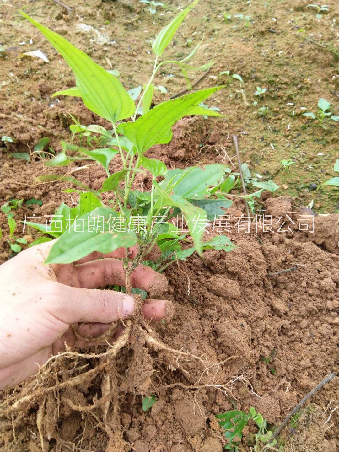 廣西對葉百部種植基地