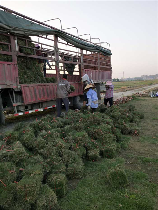 廣西貴港草場供應(yīng)商-貴港草場直銷 廣西南寧草場 廣西貴港草場