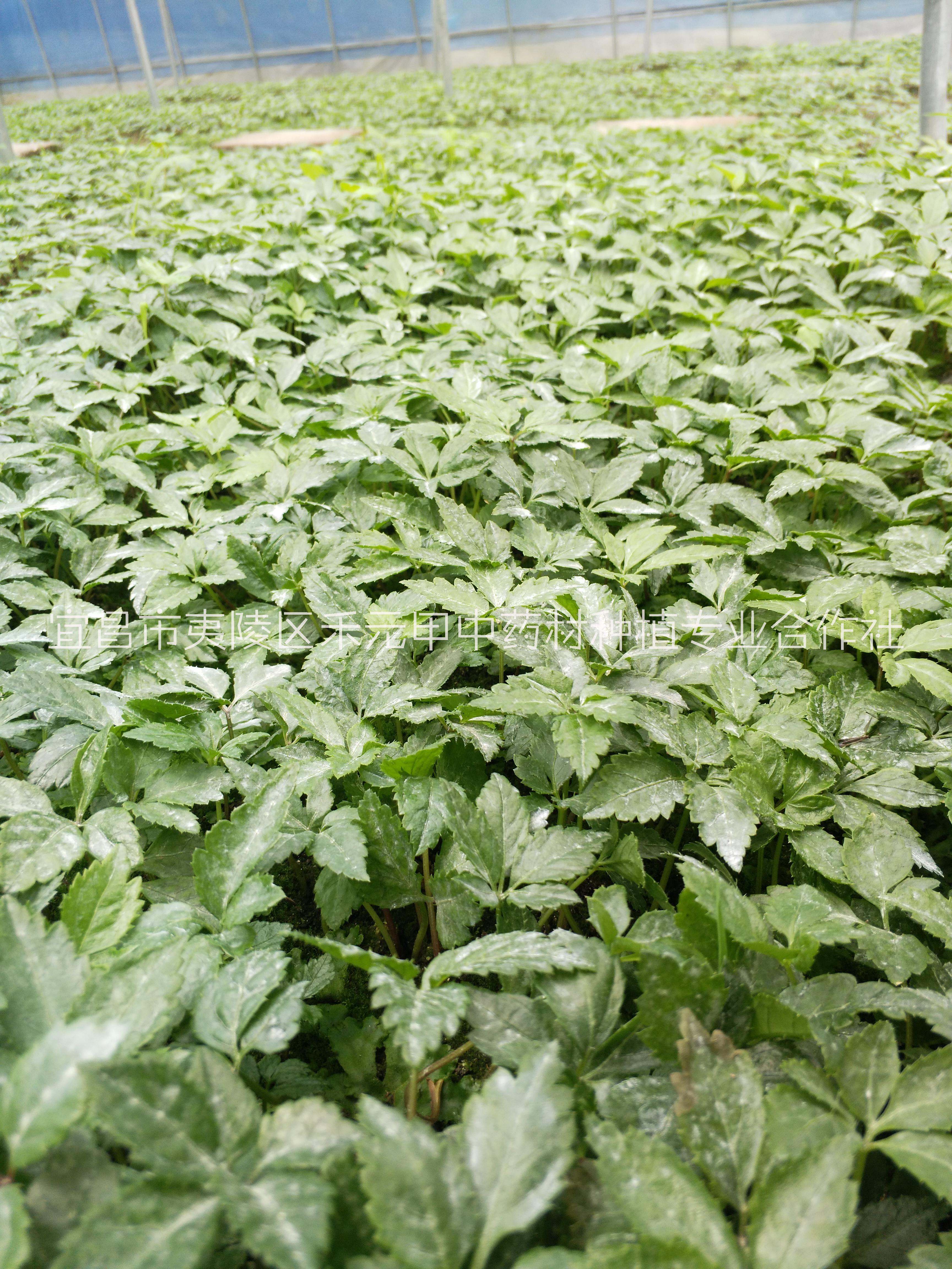 竹節(jié)參白三七野三七種植基地