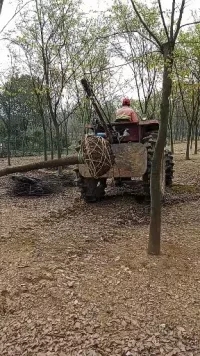 供應(yīng)四川12公分櫸樹價錢*櫸樹直銷行情