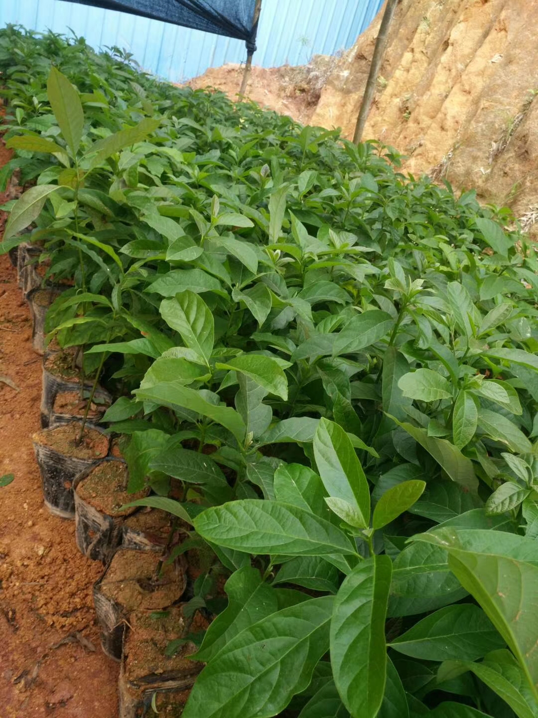 廣西牛油果批發(fā)多少錢？