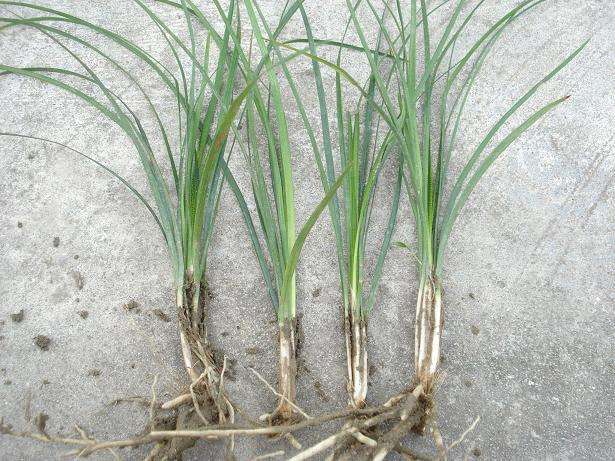 安徽細葉麥冬草草皮種植基地直銷價格