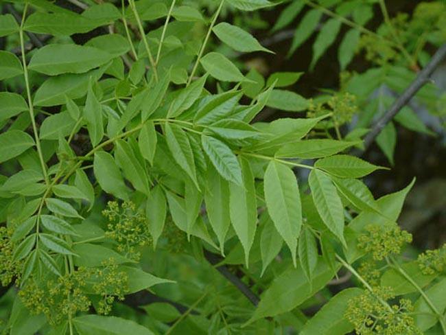 安徽胸徑5-35cm大果臭椿種植基地*直銷