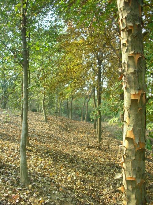 安徽供應胸徑5-30cm三角槭種植基地直銷價格