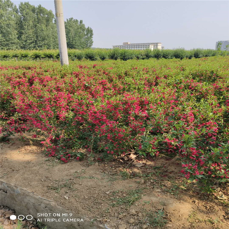 錦帶花基地山東紅王子錦帶供應商