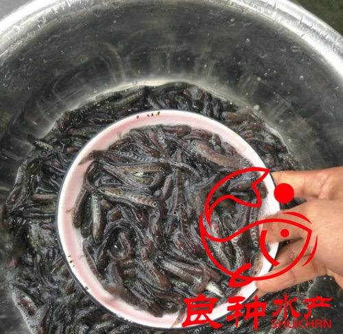 黑魚苗批發(fā)_廠家