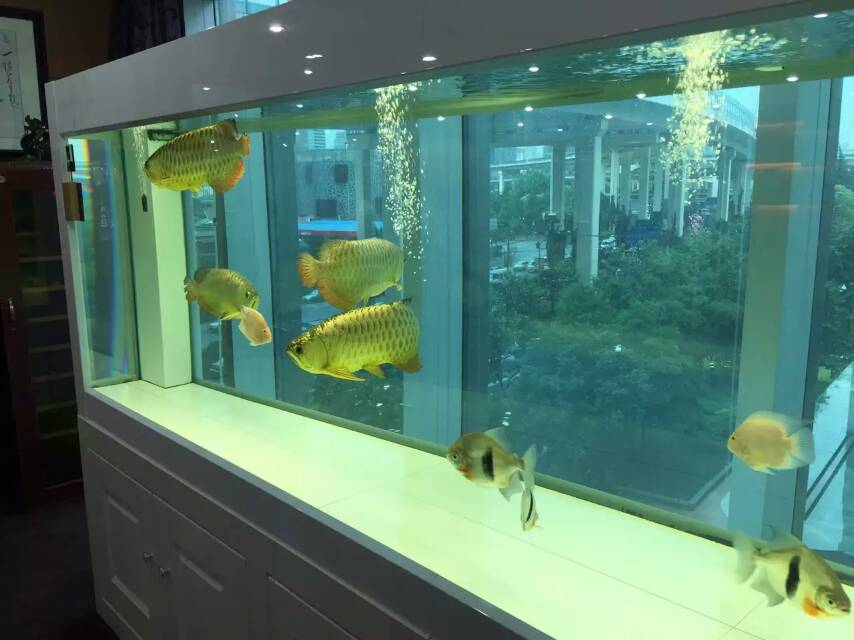 廣州上門定制魚缸、辦公室魚缸、龍魚魚缸、超白玻璃魚缸