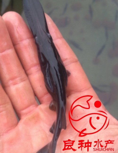 鴨嘴魚苗廠家_價格