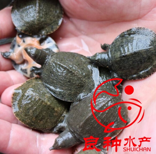 中華甲魚苗養(yǎng)殖場_價格