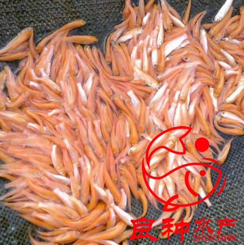優(yōu)質(zhì)金草魚(yú)苗批發(fā)_魚(yú)苗養(yǎng)殖