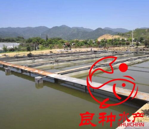 青竹鯇魚苗價(jià)格_批發(fā)商