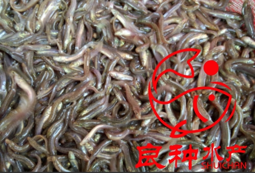臺灣一號泥鰍魚苗養(yǎng)殖場_淡水魚苗