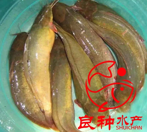 三黃塘鲺魚(yú)苗養(yǎng)殖場(chǎng)_批發(fā)魚(yú)苗