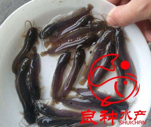 三黃塘鲺魚(yú)苗養(yǎng)殖場(chǎng)_批發(fā)魚(yú)苗