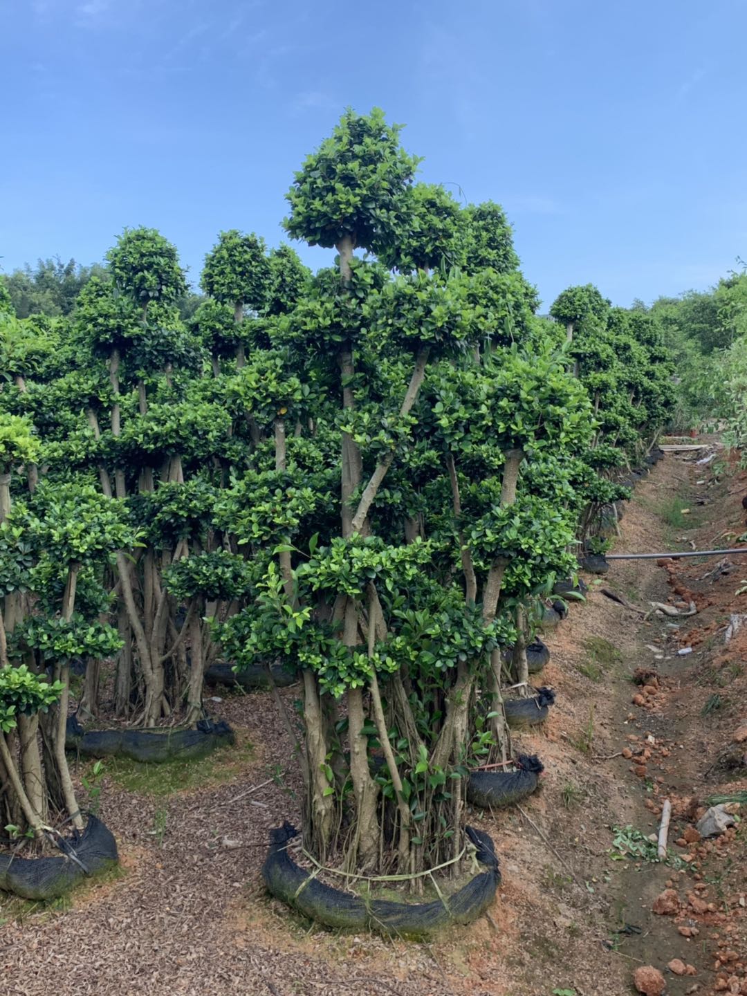 造型榕-原葉景觀樹-廠家直銷-供應商