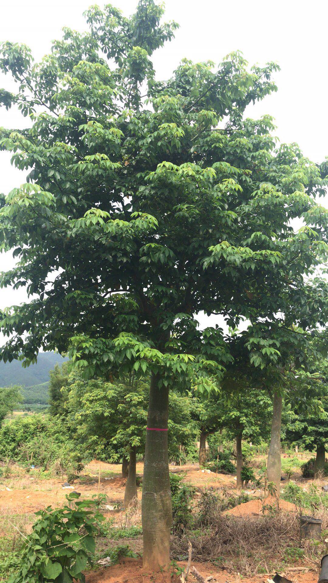園林景觀庭院綠化大腹木棉苗木基地*
