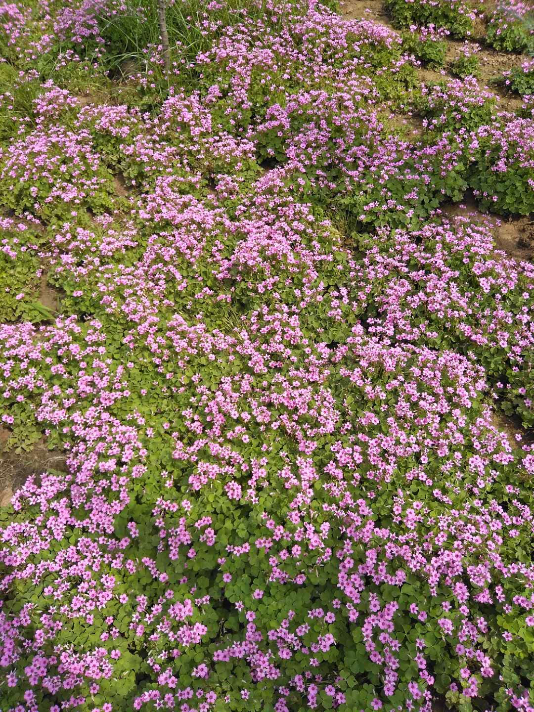 河南紅花草苗批發(fā)-苗木種植基地報(bào)價(jià)優(yōu)質(zhì)供應(yīng)商
