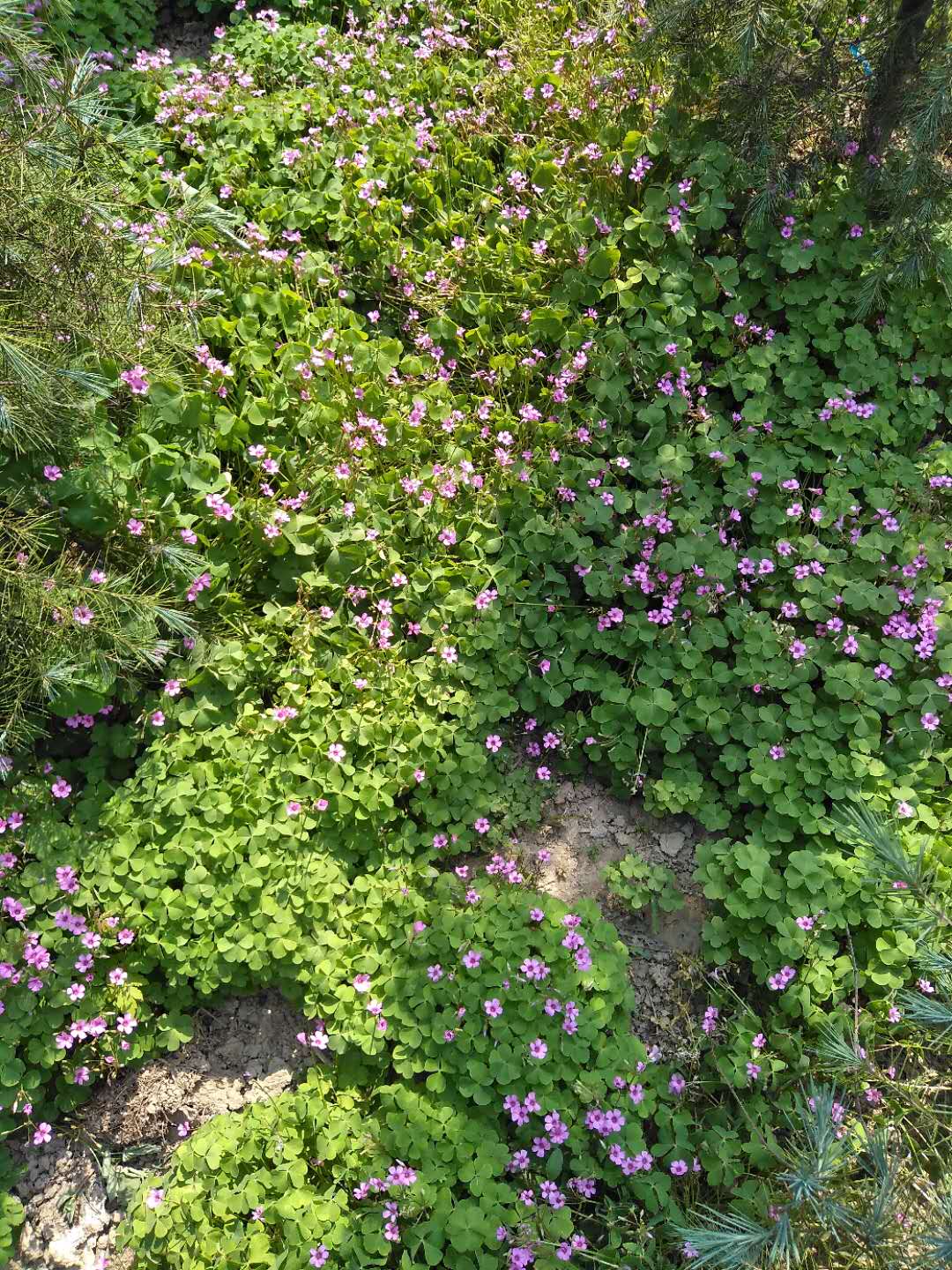 河南紅花草苗報價|河南紅花草苗批發(fā)|河南紅花草苗基地