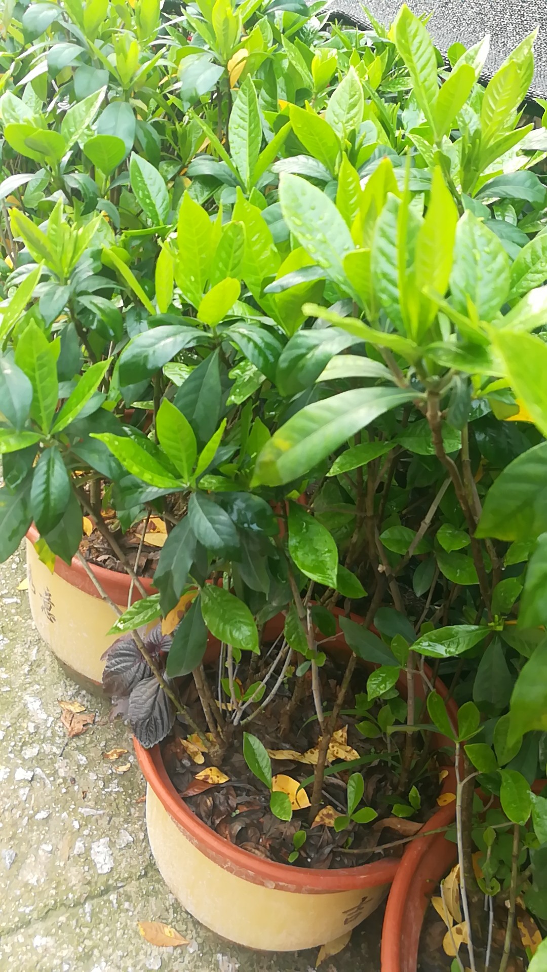 梔子種植技術(shù)梔子種苗批發(fā)