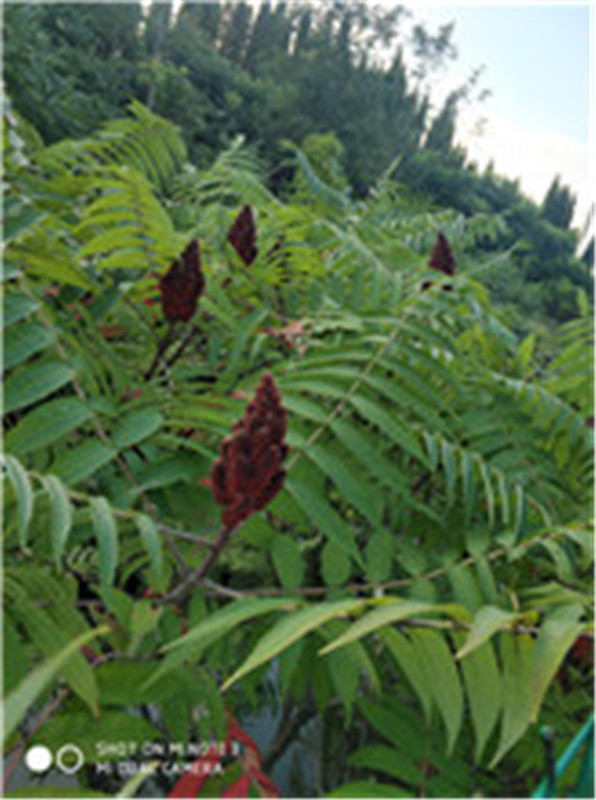 山東泰安火炬基地1公分火炬1元