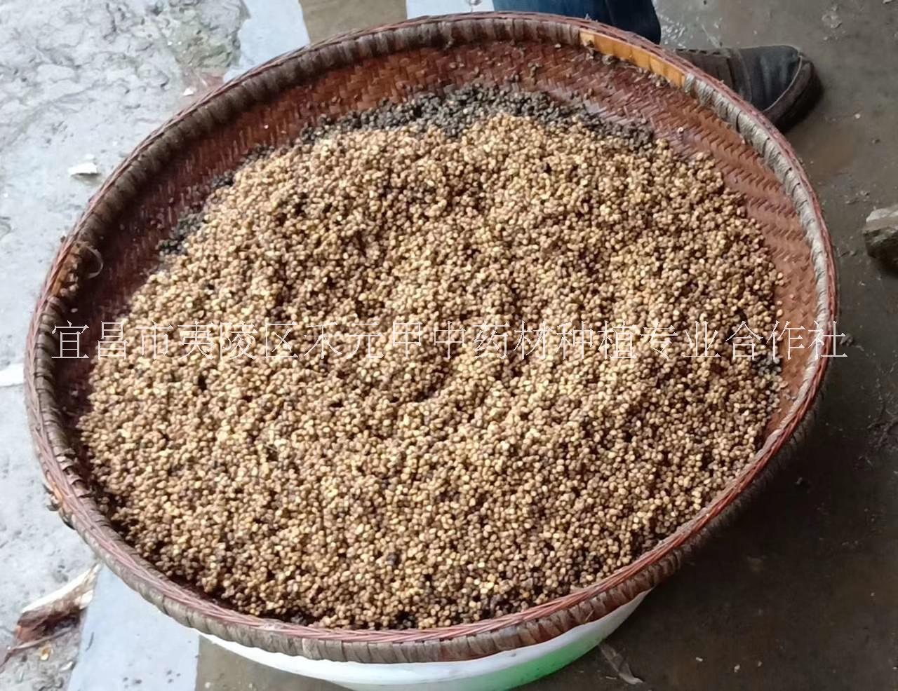 竹節(jié)參種植繁育基地批發(fā)種子種苗 云南竹節(jié)參基地種子種苗種植技術(shù)批