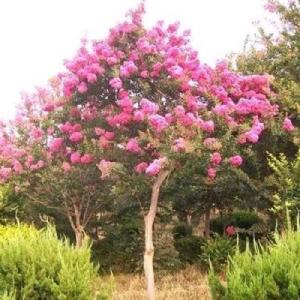 百日紅苗批發(fā)_價格