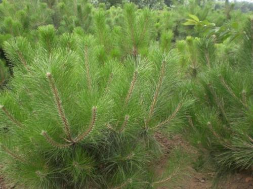 油松苗價格_批發(fā)基地