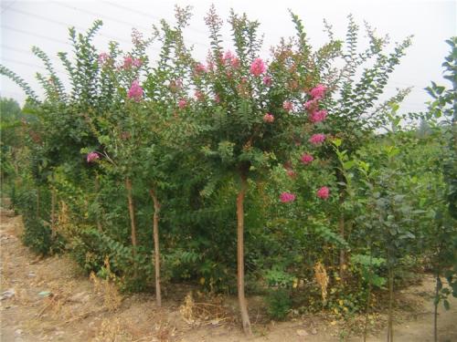 百日紅苗批發(fā)_價格