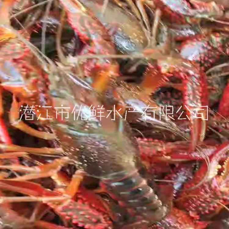 北京 小龍蝦批發(fā) 廠家直銷