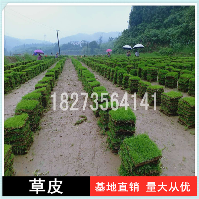 天行綠茵草皮苗木專業(yè)種植馬尼拉草卷，湖南優(yōu)質(zhì)馬尼拉草卷批發(fā)價(jià)報(bào)價(jià)，基地直銷，成活率高