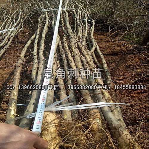 皂角樹種苗,皂刺種苗批發(fā),皂角種苗價格