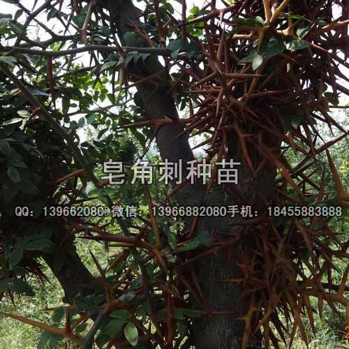 皂角樹種苗,皂刺種苗批發(fā),皂角種苗價格