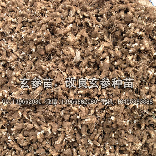 亳州市玄參種苗批發(fā)廠家,供應(yīng)改良玄參苗價(jià)格,玄參種植基地產(chǎn)地報(bào)價(jià)