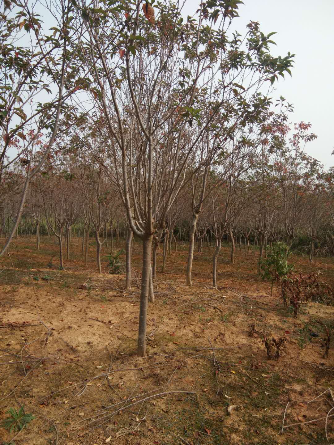 江西雄騰園林供應(yīng)紫薇樹種植基地直銷價格