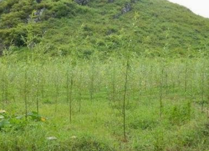 造林苗 造林苗報(bào)價(jià) 造林苗批發(fā) 造林苗供應(yīng)商 造林苗生產(chǎn)廠家 造林苗哪家好 造林苗直銷