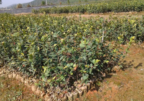 油油茶苗大量銷售  油茶苗供應(yīng)商 油茶苗生產(chǎn)廠家 油茶苗哪家好 油茶苗直銷 油茶苗公司