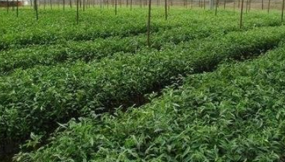 木荷苗 木荷苗報價 木荷苗供應(yīng)商 木荷苗生產(chǎn)廠家 木荷苗哪家好 木荷苗直銷 木荷苗公司