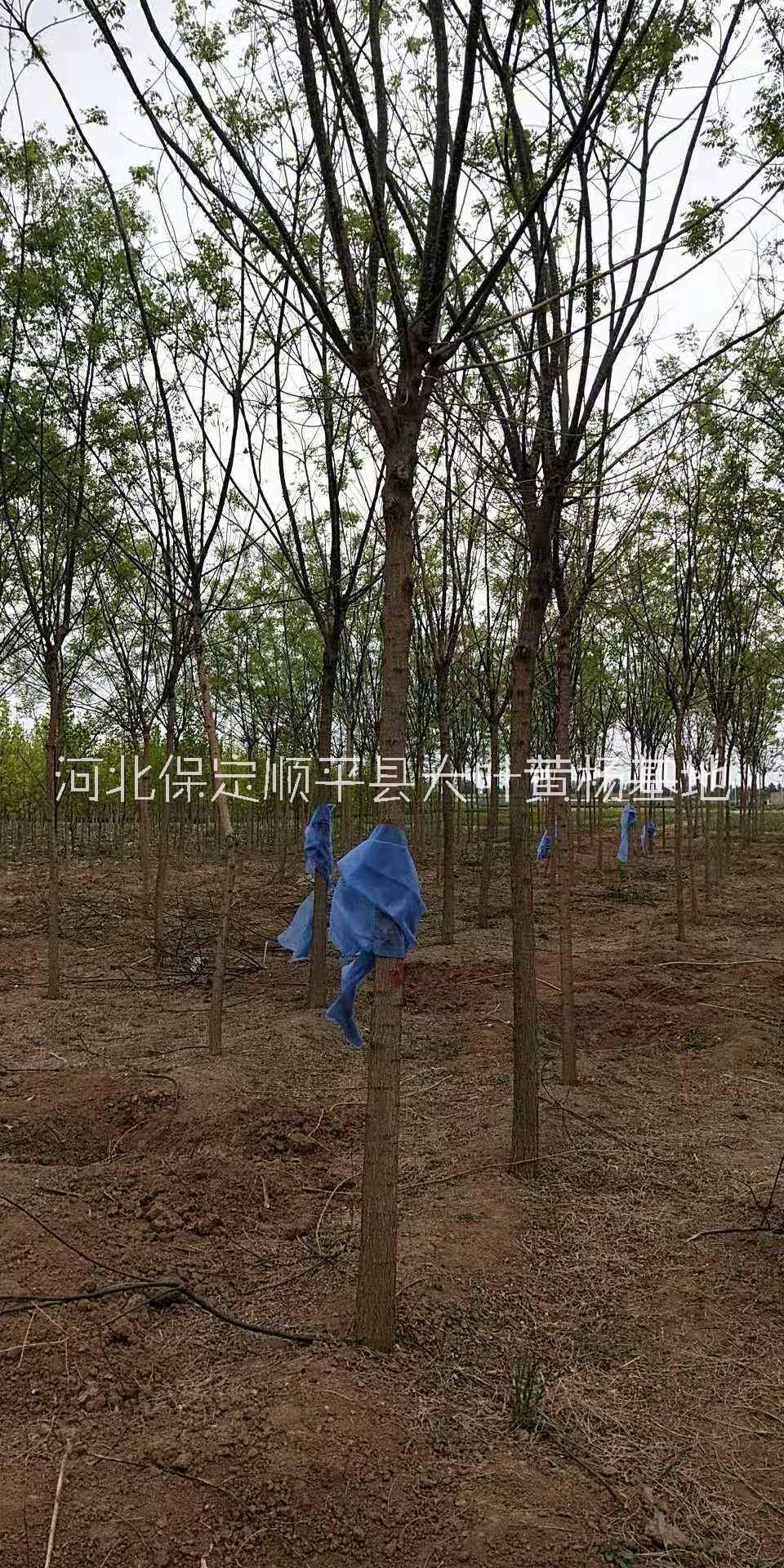 順平縣國槐樹苗批發(fā)基地/優(yōu)質(zhì)供應(yīng)商