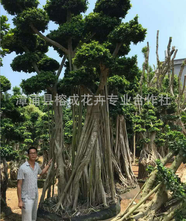 造型榕樹(shù)-廠家-供應(yīng)商