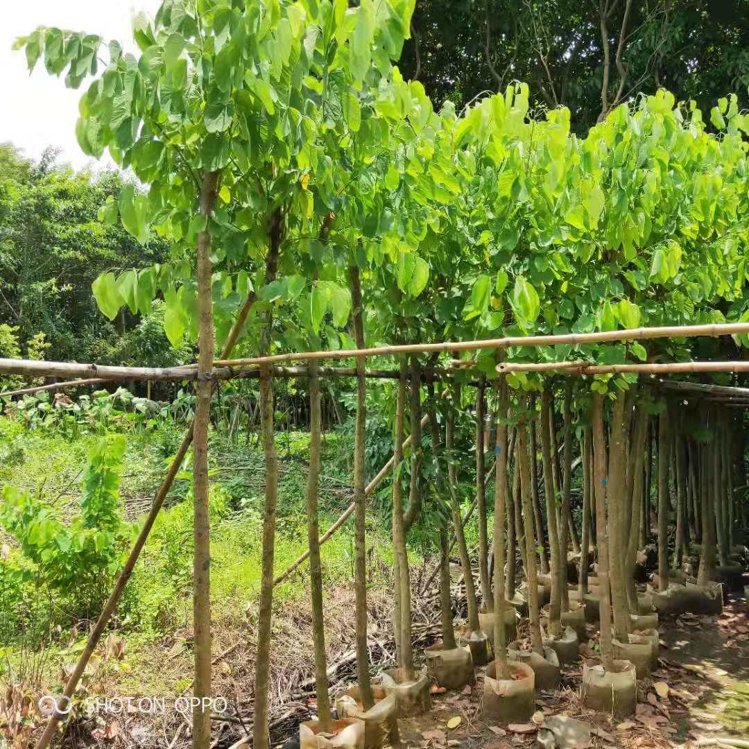 優(yōu)質(zhì)羊蹄甲供應(yīng)商 羊蹄甲苗木