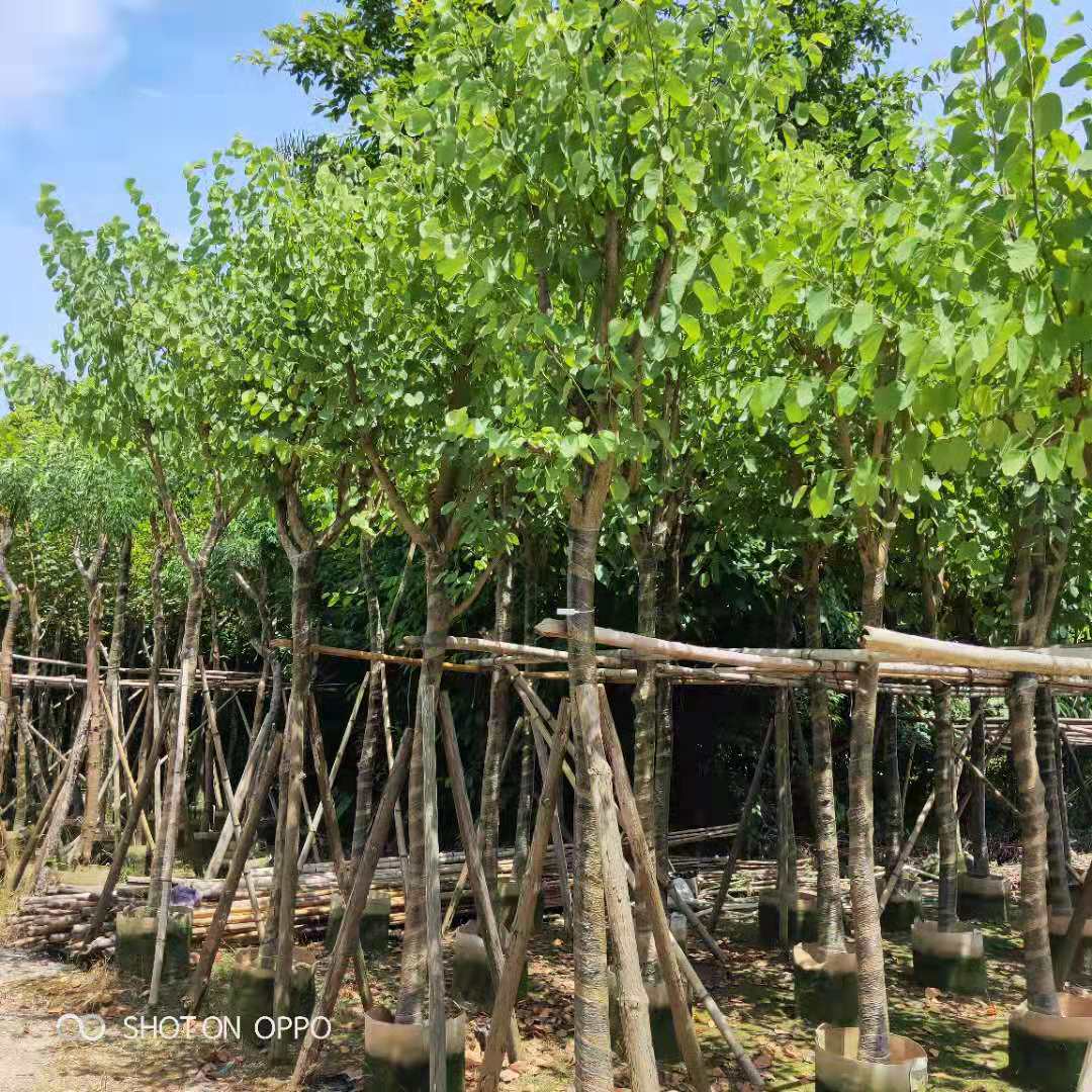 宮粉紫荊報(bào)價(jià)廠家直銷 宮粉紫荊地區(qū)