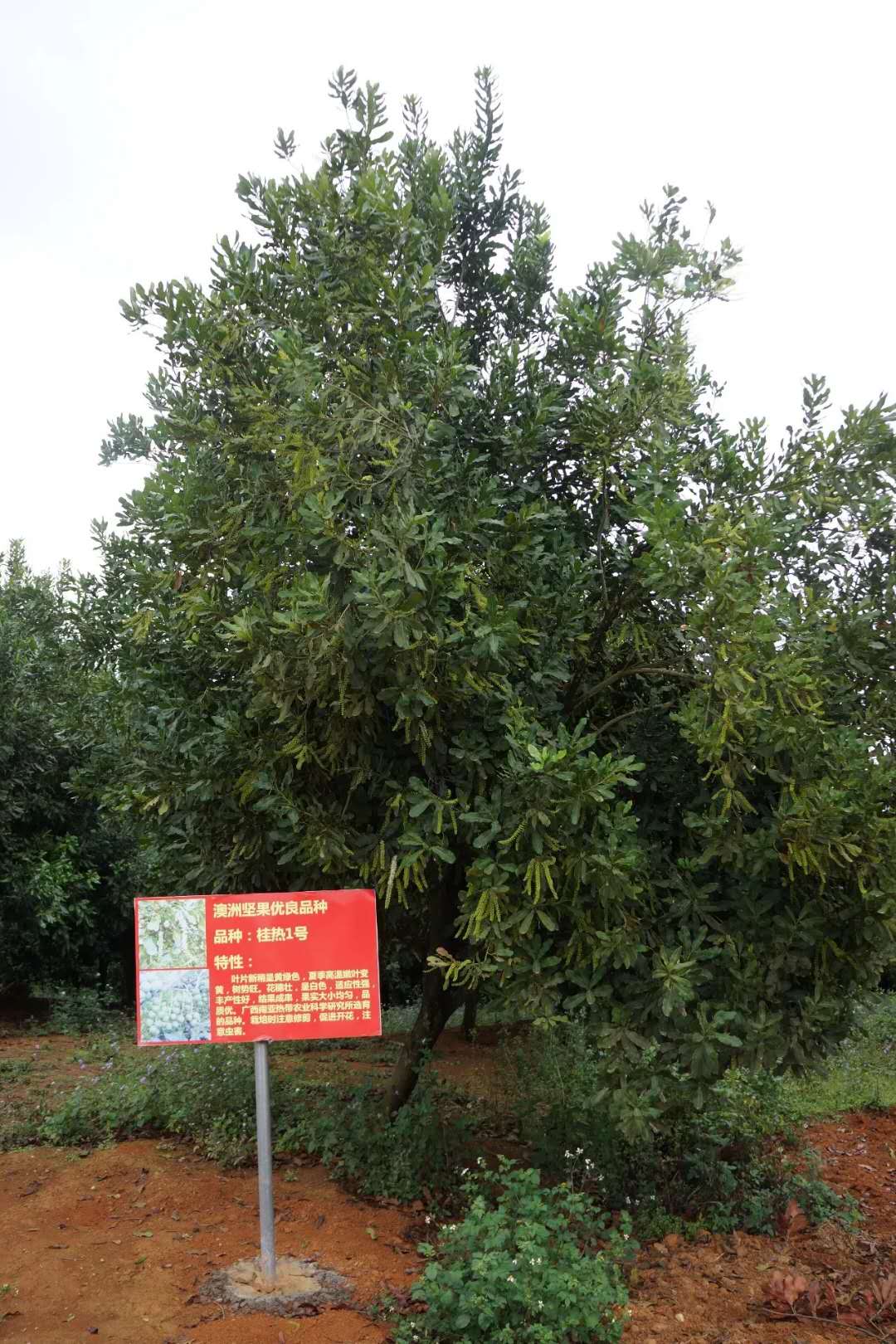 江西澳洲堅(jiān)果苗種植基地_江西澳洲堅(jiān)果苗批發(fā)價(jià)格_【廣西澳一澳農(nóng)業(yè)科技有限公司】